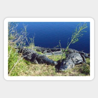 A walk on the wild side with Alligators at Paynes Prairie Sticker